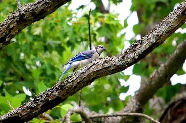 Print of Photorealism Nature Photography by Jack Abramson