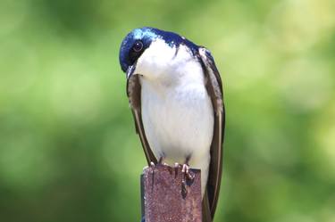 Print of Photorealism Nature Photography by Jack Abramson