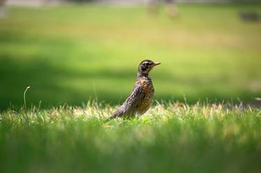 Bird in High Park grass thumb