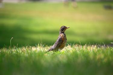 Print of Nature Photography by Jack Abramson