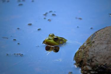 Green Frog with Bowtie Reflection thumb
