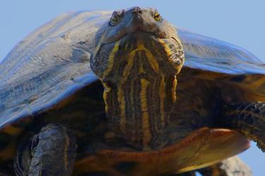 Smiling Turtle - Ontario, Canada thumb