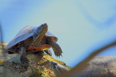 Proud Turtle - Southern Ontario, Canada thumb