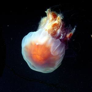 Collection Jellyfish/Medusa