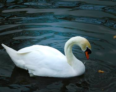 Swan song thumb