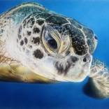 Turtle by Carla Grace