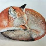 Sleeping Fox by Carla Grace