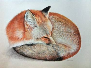 Sleeping Fox thumb