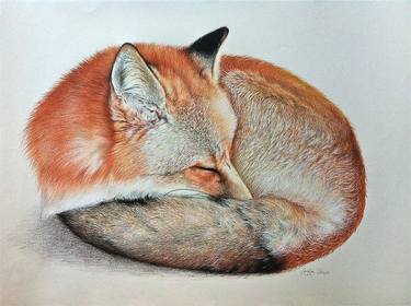 Original Animal Drawings by Carla Grace