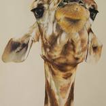Gerry the Giraffe by Carla Grace