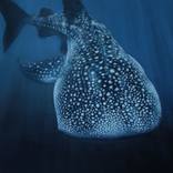 Whale Shark by Carla Grace