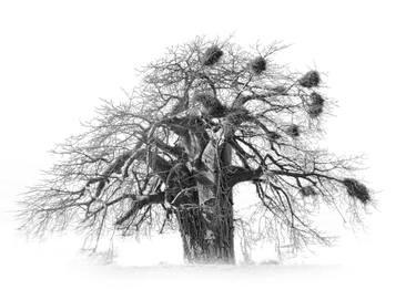 Original Tree Photography by Caddelle Faulkner