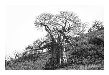 Original Tree Photography by Caddelle Faulkner