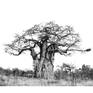 Collection Baobabs