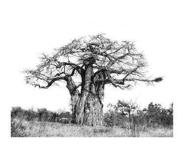 Original Tree Photography by Caddelle Faulkner