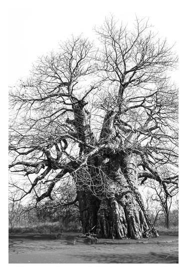 Original Tree Photography by Caddelle Faulkner