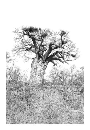 Baobab 6 thumb