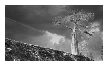 Original Tree Photography by Caddelle Faulkner
