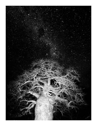 Original Tree Photography by Caddelle Faulkner