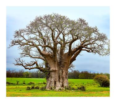 Original Tree Photography by Caddelle Faulkner