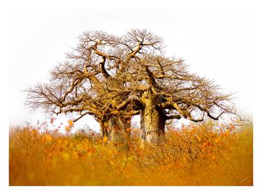 Print of Tree Photography by Caddelle Faulkner