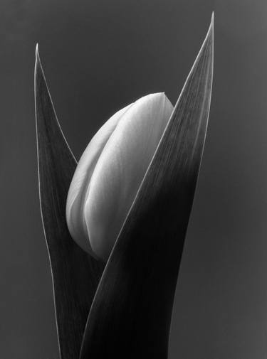 tulip - Limited Edition 1 of 15 thumb