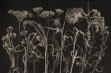 Print of Art Deco Floral Photography by Krzysztof Janicki