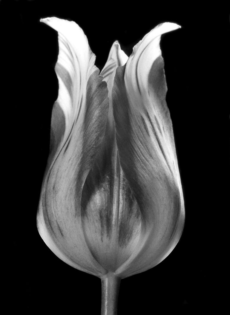 tulip1 - Limited Edition 1 of 15 Photography by Krzysztof Janicki ...