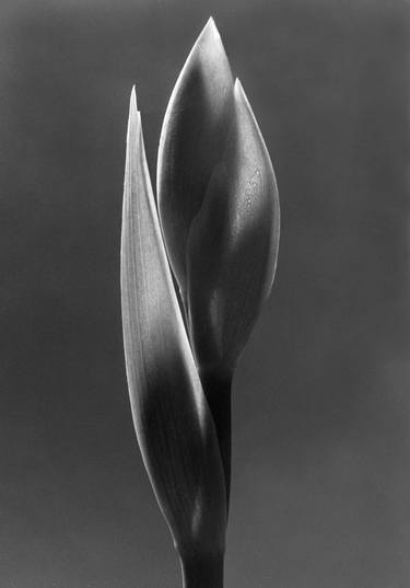 Print of Art Deco Garden Photography by Krzysztof Janicki
