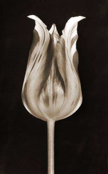 tulip - Limited Edition 1 of 15 thumb