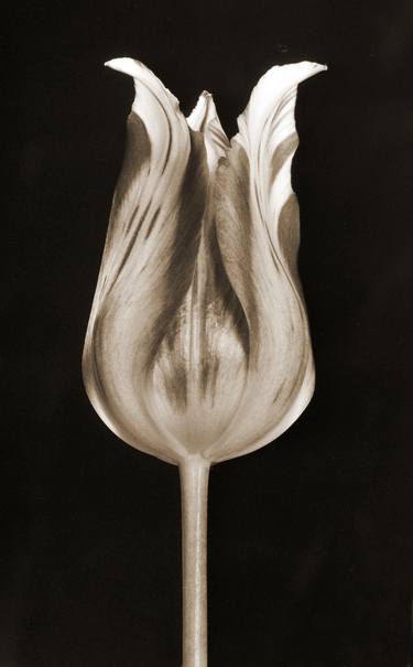 Print of Art Deco Floral Photography by Krzysztof Janicki