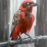 Red Cardinal Portrait – Contemporary Wildlife Art by Scott Benites