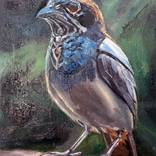 Blue Jay Portrait Painting – Realistic Bird Art by Scott Benites