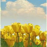 Nostalgic Tulips by Udo Peter Linke