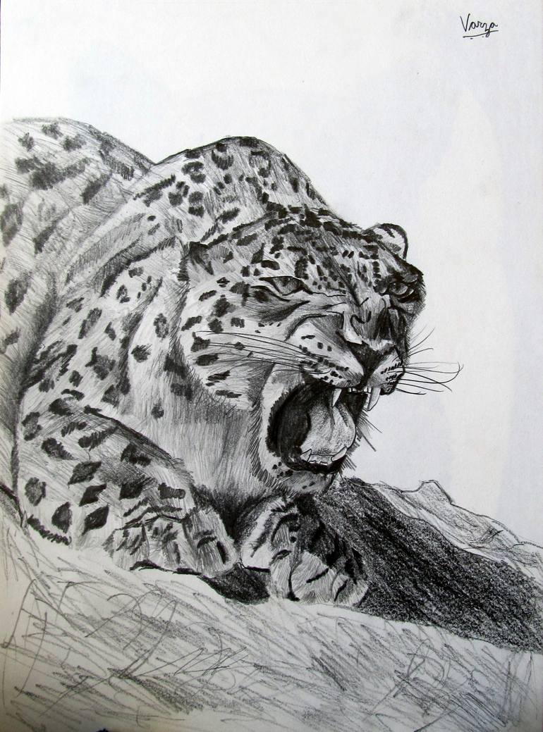 Snow Leopard Drawing By Varjavan Dastoor Saatchi Art