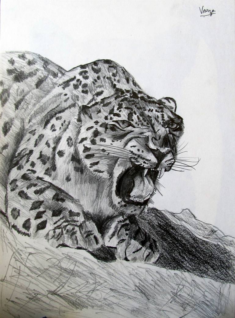 snow leopard drawing