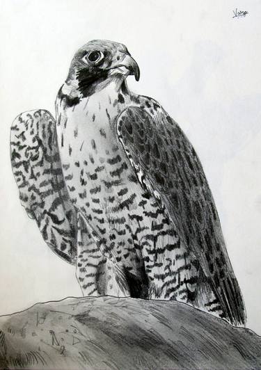 Peregrine Falcon