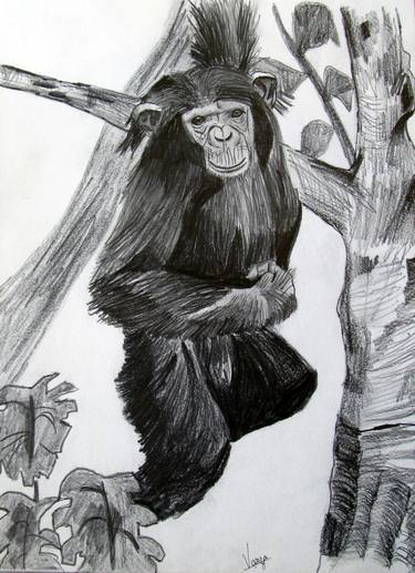 Original Animal Drawings by Varjavan Dastoor