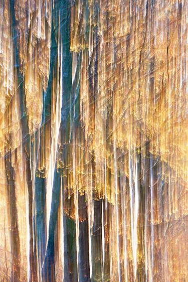 Print of Impressionism Tree Photography by Jacob Berghoef