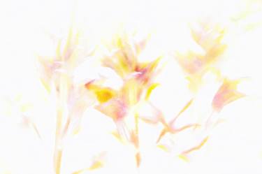 Original Minimalism Floral Photography by Jacob Berghoef