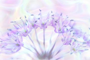 Original Floral Photography by Jacob Berghoef