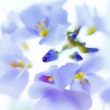 Original Impressionism Floral Photography by Jacob Berghoef