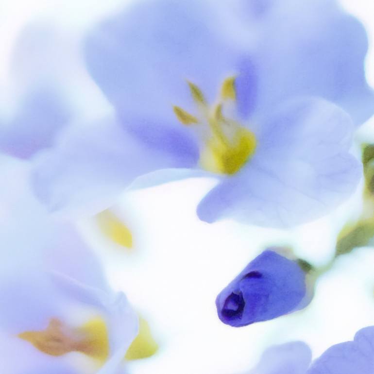 Original Expressionism Floral Photography by Jacob Berghoef