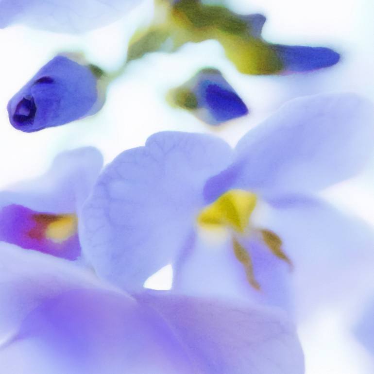 Original Expressionism Floral Photography by Jacob Berghoef