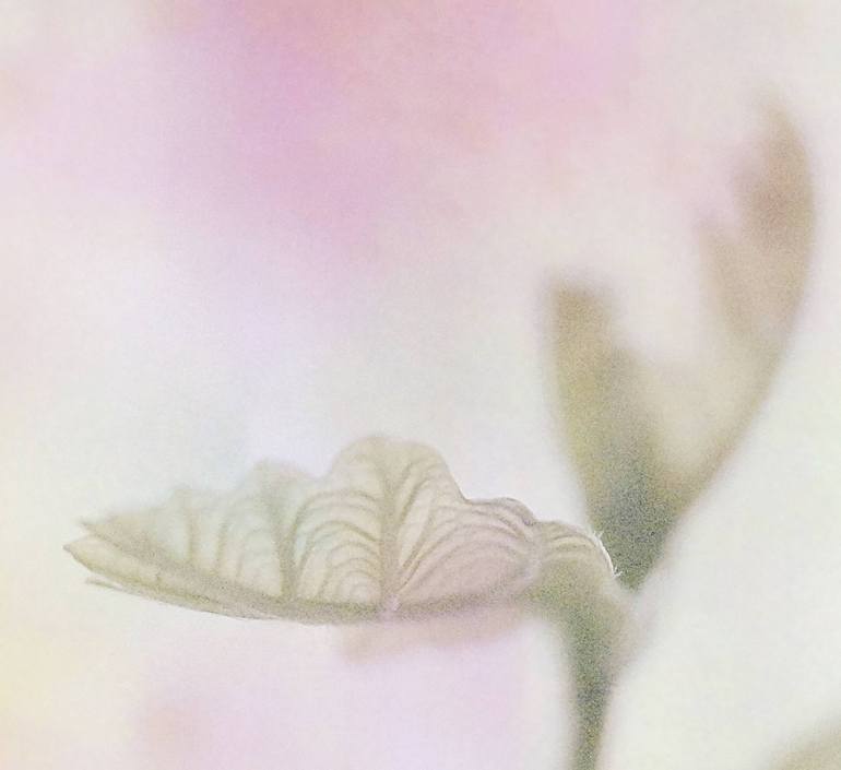 Original Figurative Floral Photography by Jacob Berghoef