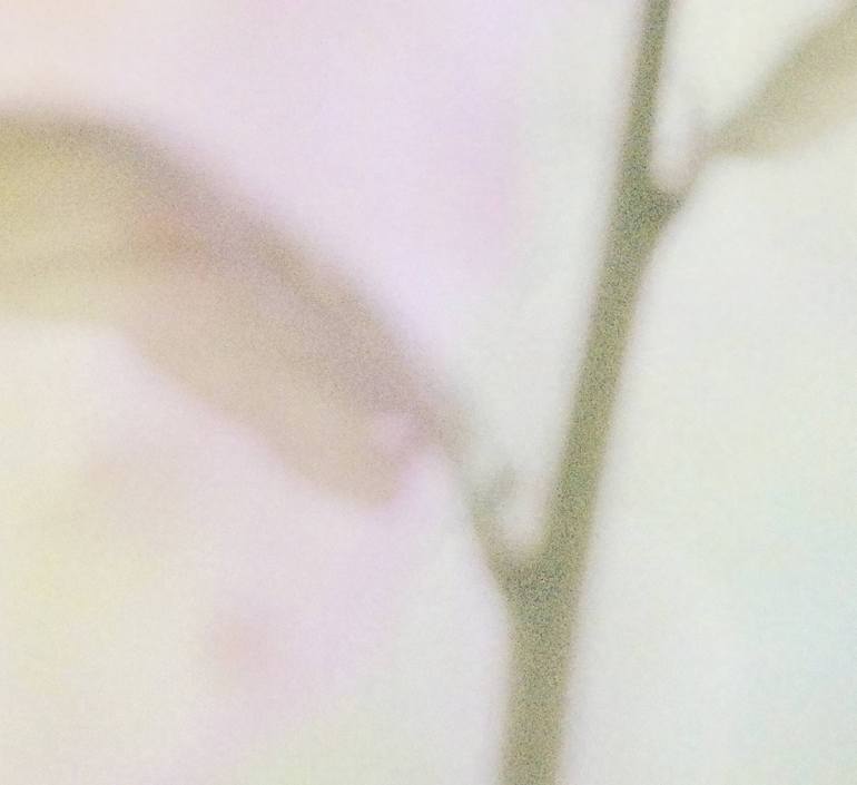 Original Figurative Floral Photography by Jacob Berghoef