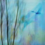 Collection Stray Birds