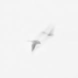 Collection Stray Birds