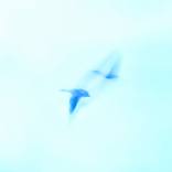 Collection Stray Birds
