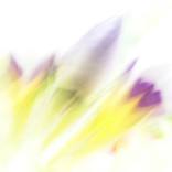 Collection Floral Souls